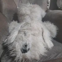 دونه ای ۵۰
