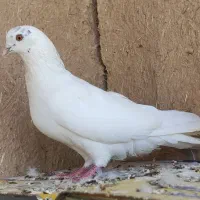 ۲ عدد پرشی