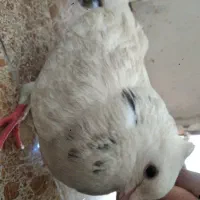 کبوتر سفید بی نقص نژاد طوقی