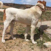 سگ.|سگ|بروجرد, |دیوار