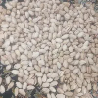سلام حدود۸کیلو پسته خشک دسچین شده بدون سم