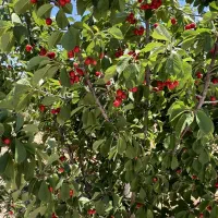 زمین-باغچه270متر-چسب-بافت-سهمیه-اب-سهیلیه