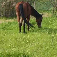 اسب نزاد دار