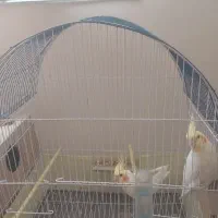 عروس هلندی جفت و جوجه داده