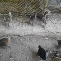 جوجه گلین و رسمی