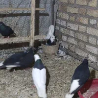 کفتر طوقی دم سفید