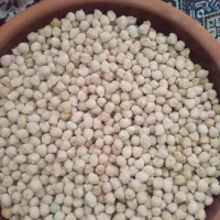 نخود محلی درجه یک پزو