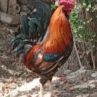 مرغ وخروس سرحال محلی