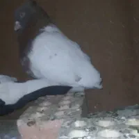 کفتر