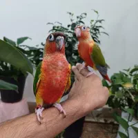 راهب گرینچیک دبل
