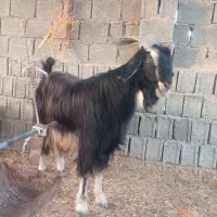 پازن گله