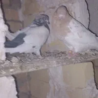 کله دار|پرنده|کبودرآهنگ, |دیوار