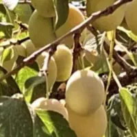 خریدار آلو خوانساری تر