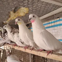 کفتر پرشی