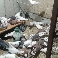 کبوتر