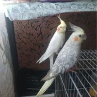 عروس هلندی