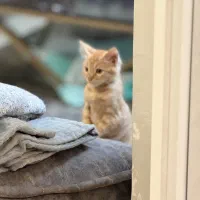 گربه|گربه|تهران, هرندی|دیوار