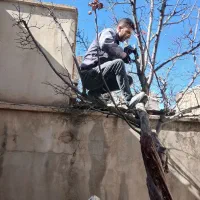 هرس کاری و پیوند