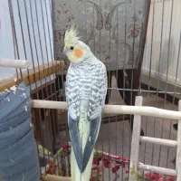 عروس هلندی