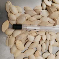 تخم کدو گوشتی خام
