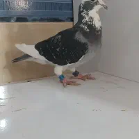 ماده عربستان جاسم المزعل