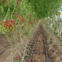 استخدام دو نیروی خانم