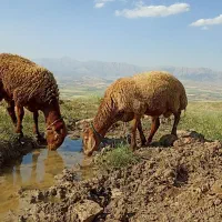 بره نر .گوسفند .کاور مغان.بز