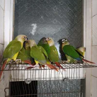 جوجه گرینچیک
