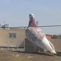 کفتر باخ خورده تهرونی