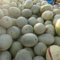 هندوانه
