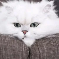 گربه پرشین