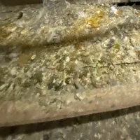 کود یا بار کبوتر خشک و تمیز