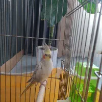 عروس هلندی بهمراه قفس