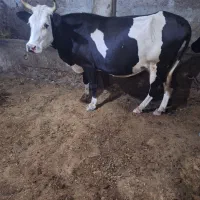 گاوسیمنتال