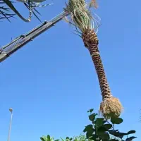 قنطار گنتار نخل خرما هر جور نوع ۳۵