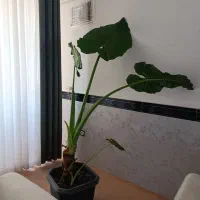 گیاه بابا آدم