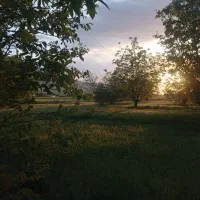 فروش باغ گردو با موقعیت استثنایی