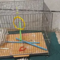 قفس پرنده