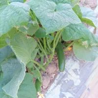 خیار شوری درجه یک با قیمت مناسب