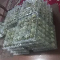 محصول بلدرچین تازه و ارگانیک