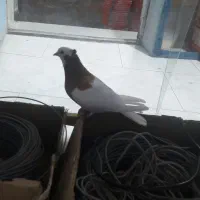 طوقی ماده ساده