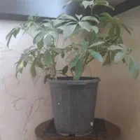 گل شفلرا
