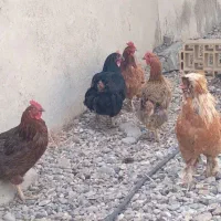 ۴ عدد مرغ ویه خروس دونه ای ۹۰۰