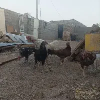مرغ لاری