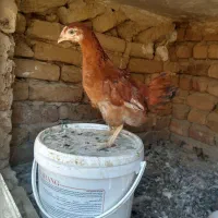 خروس محلی قیمت مناسب