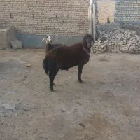 بره قوچی  افشاری اصل