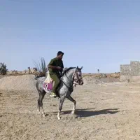 اسب تک تاز