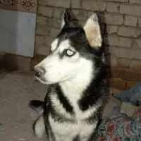 فروش سگ هاسکی و توله