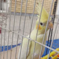 عروس پاریس