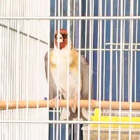 سهره|پرنده|سنندج, |دیوار